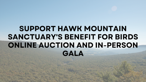 Support Hawk Mountain Sanctuary's Benefit for Birds Online Auction and In-Person Gala